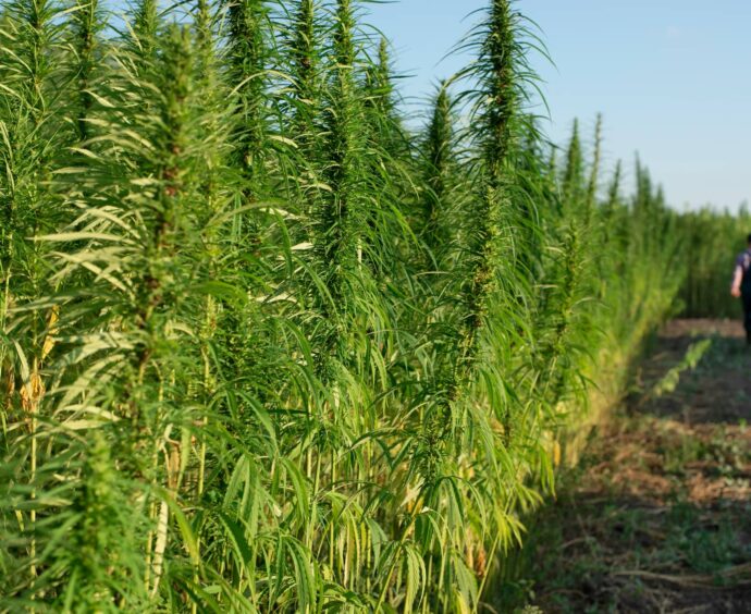 La canapa per bonificare i terreni dai PFAS