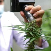 Viroide latente del luppolo e canapa: come riconoscerlo e contrastarlo